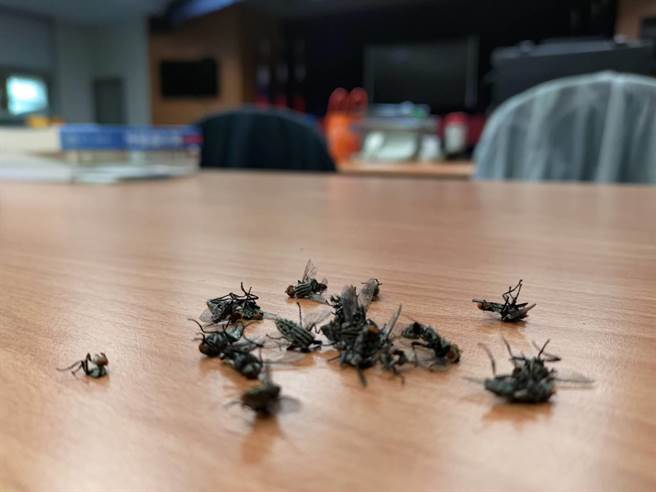媒体发布室的部份苍蝇尸体。（黄福其摄）