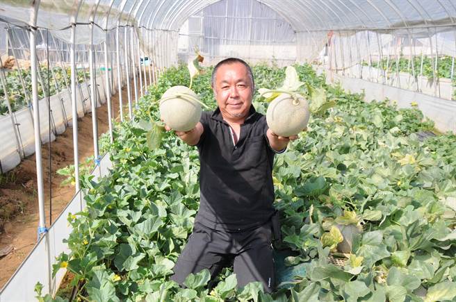 茨城县哈密瓜狩猎季来临，农民教授採果密技