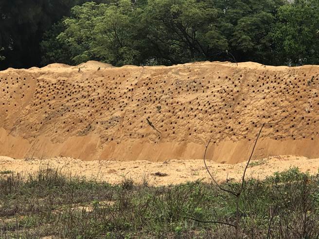 青年农庄的巢洞逾300个，密密麻麻十分壮观。（李金生摄）