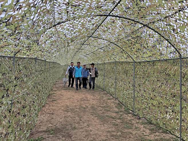 全岛热点之一的青年农庄增设友善「赏鸟隧道」，吸引鸟友跨海争睹鸟家族繁殖新生代的夏日即景。（李金生摄）