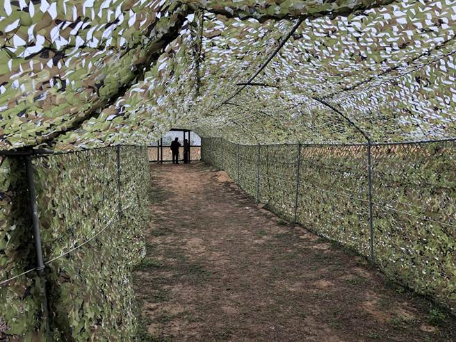 赏鸟隧道提供友善环境，让远来作客的栗喉蜂虎安心繁殖下一代。（李金生摄）
