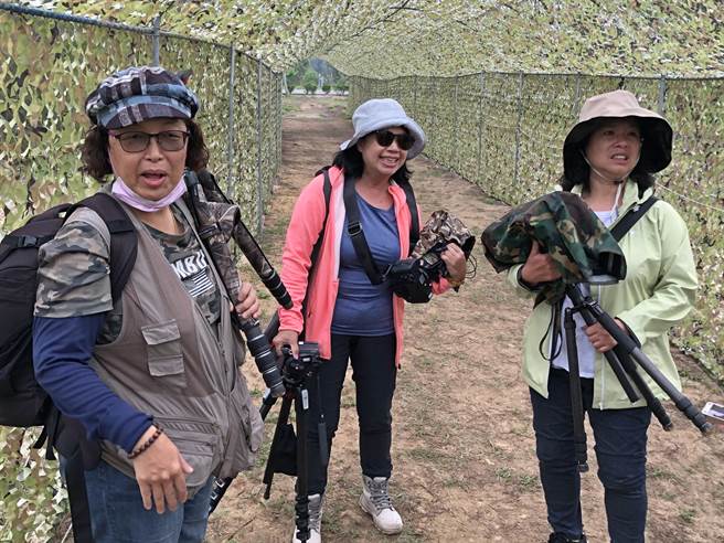 「夏日精灵」栗喉蜂虎是金门最具特色的夏候鸟，吸引台湾鸟友跨海来到。（李金生摄）