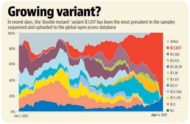 印度各种变异病毒株的新增感染人数比例比较图，显示B.1.617成为传播最快、新感染者数量最多的变异病毒株。（图／网路）