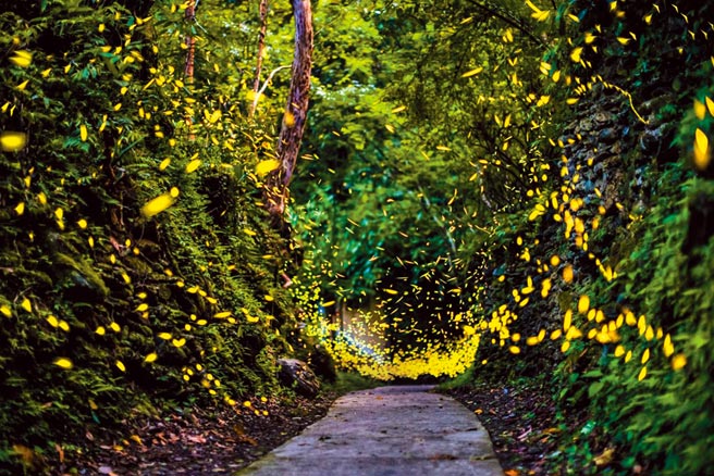 赏萤季节来临，位于新北市乌来瀑布源头的「云仙乐园」是赏萤秘境，没有光害、远离都市尘嚣。（云仙乐园提供／蔡雯如新北传真）