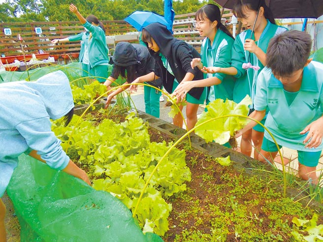 新北市莺歌国中2011年推动食农教育，近年积极与在地国小合作，推动「食农小当家」活动，让幼童体验採摘，将食农教育向下扎根。（新北市莺歌国中提供／蔡雯如新北传真）