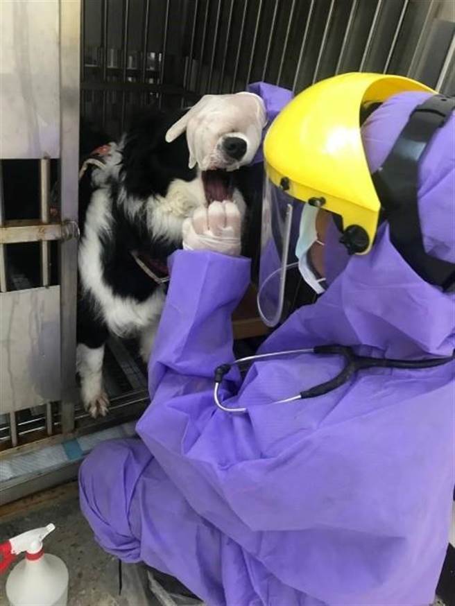 確診個案共居牧羊犬  新北動保處協助14天隔離。（新北市動保處提供／葉德正新北傳真）