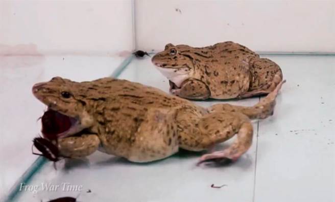 美洲牛蛙非常凶猛，在台湾素有「蛙界暴龙」之称。（影／YouTube_Frog War Time）