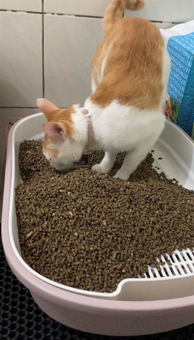 （酵素茶渣喵星人也爱。图/茶改场提供）