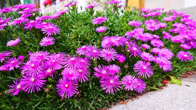 多肉小花「软叶鳞菊」集中在武陵农场行政中心及蒋公别馆旁花圃。（武陵农场提供／王文吉台中传真）