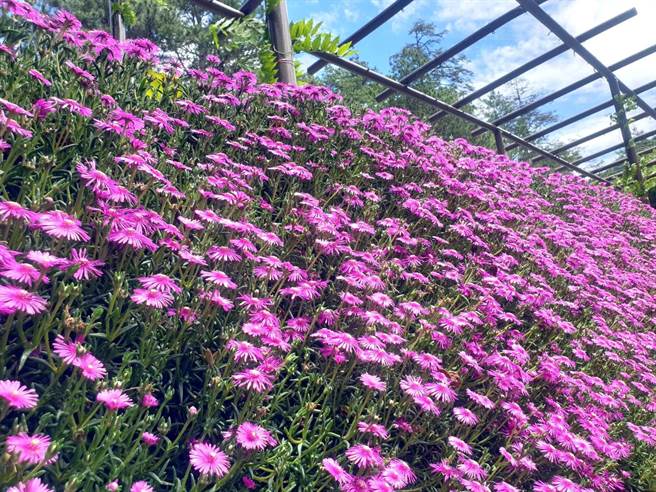 多肉小花「软叶鳞菊」集体盛开形成花墙，成为武陵今夏打卡新热点。（武陵农场提供／王文吉台中传真）