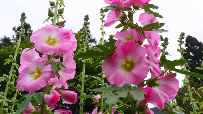 武陵农场蜀葵花正盛开。（武陵农场提供／王文吉台中传真）