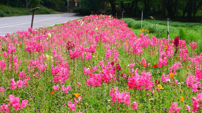 夏天是武陵农场草花接力绽放的季节。（武陵农场提供／王文吉台中传真）