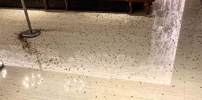 3日台北市警局長陳嘉在新生北路鉅星匯宴會廳參加交接典禮餐敘時，突遭2名硬闖黑衣人朝櫃台潑灑上千隻蟑螂後逃逸，引發社會譁然。（資料照／台北市議員王欣儀研究室提供／張立勳台北傳真）