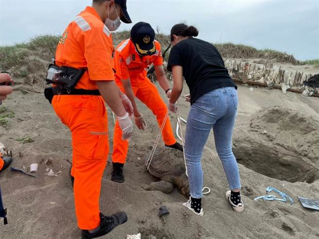 海巡署第三岸巡队外埔安检所官兵获报在后龙外埔合欢石沪岸际发现1只搁浅亡的榄蠵龟，经测量採样后就地掩埋。（海巡署第三岸巡队提供／谢明俊苗栗传真）