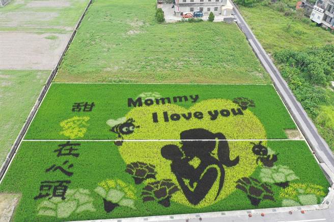 苑里镇农会 4日上午在爱情果园旁农田，推出今年彩绘稻田，是以母爱为主题。（苑里镇农会提供／谢明俊苗栗传真）