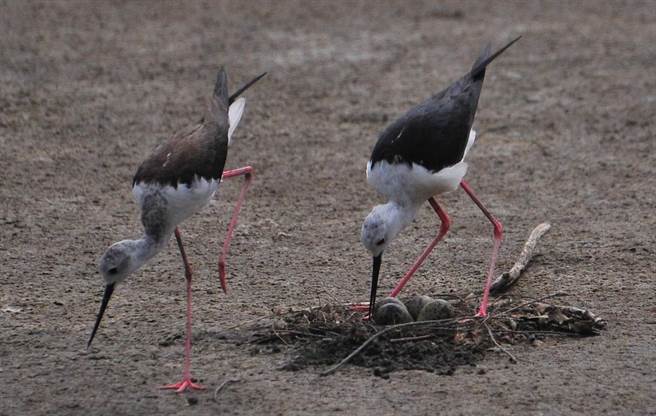 高跷鸻每年4到8月会迁徙到香山溼地休憩觅食，部分会留下繁衍后代。（新竹市府提供／邱立雅竹市传真）