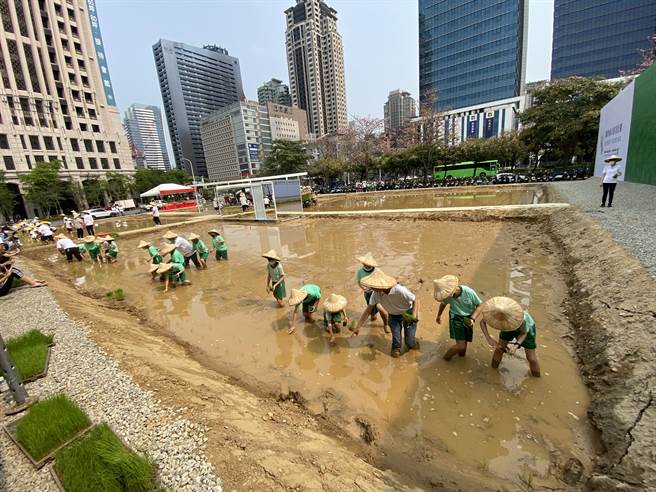 联聚利用基地开发前时期，让学童体验稻田插秧乐，也成为都市最美的风景。（卢金足摄）