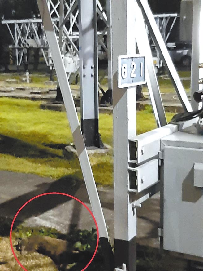 桃园市2日深夜至3日凌晨大停电，原因是白鼻心闯入中坜一次变电所惹祸。（台电提供／吕筱蝉桃园传真）