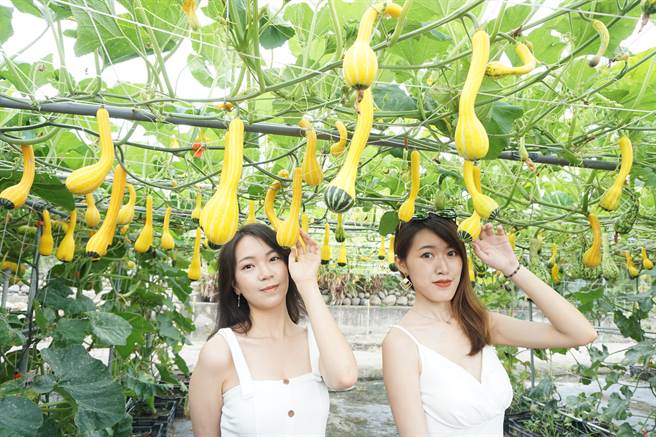 中社花市瓜棚廊道结实累累，造型奇趣的南瓜垂挂争奇。