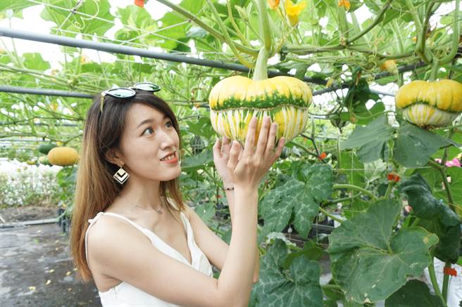 果形神似飞碟的福瓜。（王文吉摄）