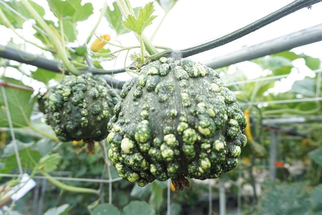 表皮布满凸起物，像苦瓜的疙瘩南瓜。（王文吉摄）