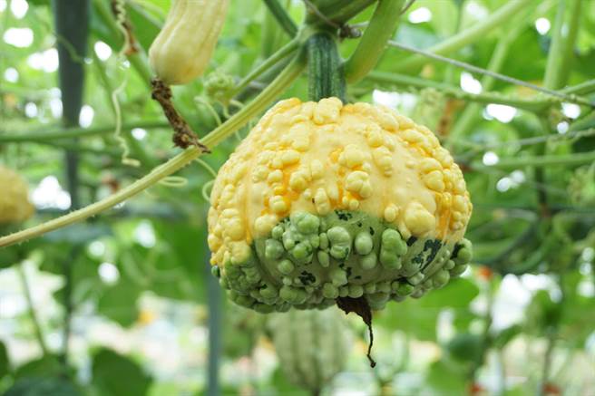 疙瘩南瓜混到龙凤瓢花粉的混血杂交种。（王文吉摄）