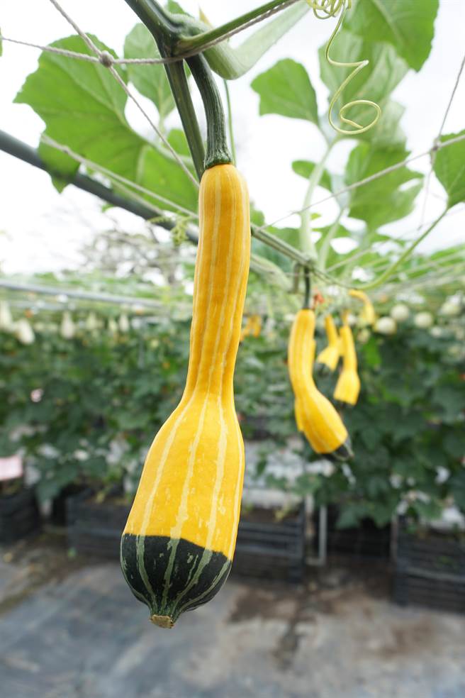 龙凤瓢南瓜。（王文吉摄）