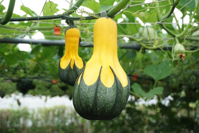 龙凤瓢授分时混到佛手南瓜，造成果形突变。（王文吉摄）