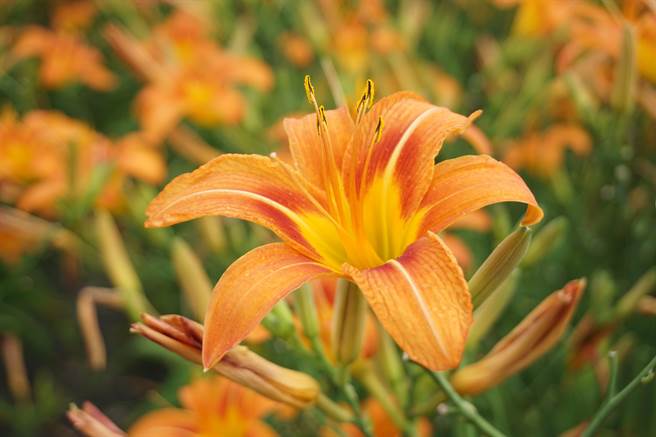 母亲节限定的金针花海，特选大花品种正盛开中。（王文吉摄）