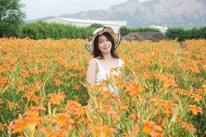 母亲节限定的金针花海，特选大花品种正盛开中。（王文吉摄）