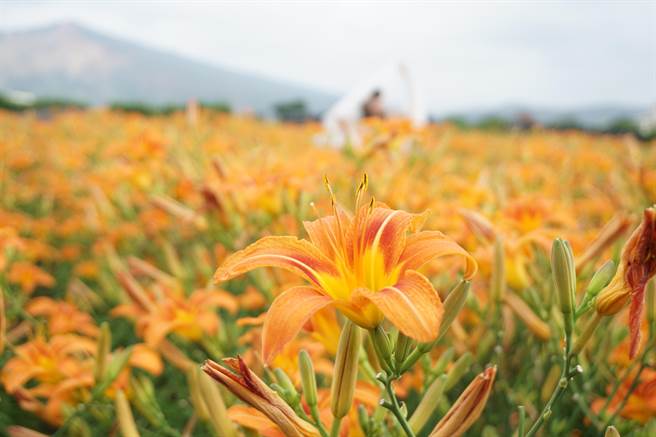 母亲节限定的金针花海，特选大花品种正盛开中。（王文吉摄）