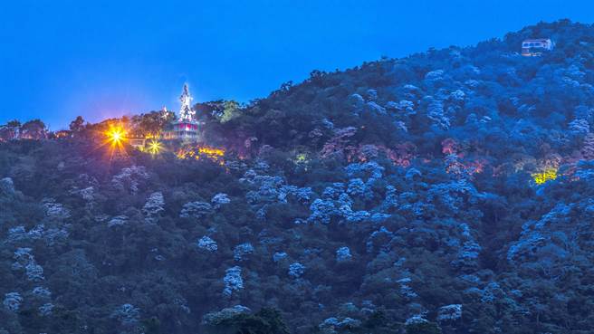 横山大山背桐花盛开，夕阳西下能拍「蓝调桐花」，雪白桐花与乐善堂的观音像相映成趣。（罗浚滨摄）