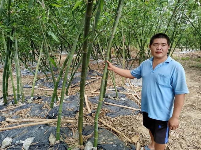 白河区笋农林世宏苦嘆，今年天不降甘霖，大排也没水，自3月採收以来，竟只收到2条，让他无语问苍天。（张毓翎摄）