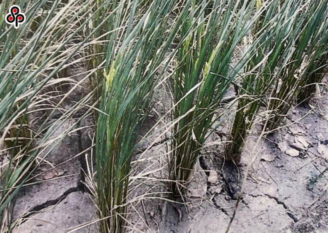 贾新兴说，由于南海太平洋高压势力仍偏强，未来两周仍看不到有利梅雨锋面建立的环境，目前5月看来雨量偏少机率较高，有利于梅雨建立的时间将在5月下旬至6月上旬。