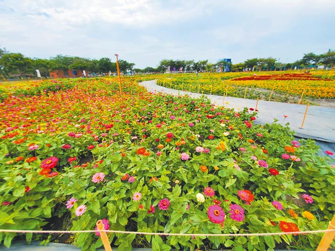 云林高铁前的行政专区从废弃物脏乱点，变成4公顷花田绽放了，视野完全改观。（周丽兰摄）