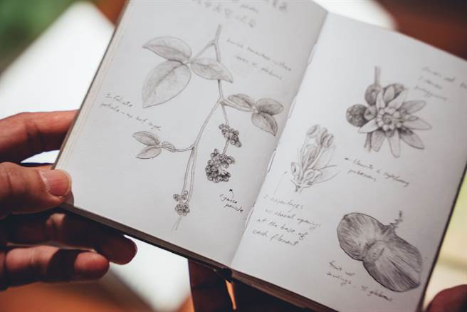 科学绘图至今依旧是科学研究的重要工具之一，能够帮助研究人员深入理解物种。（摄影／张晋瑞）