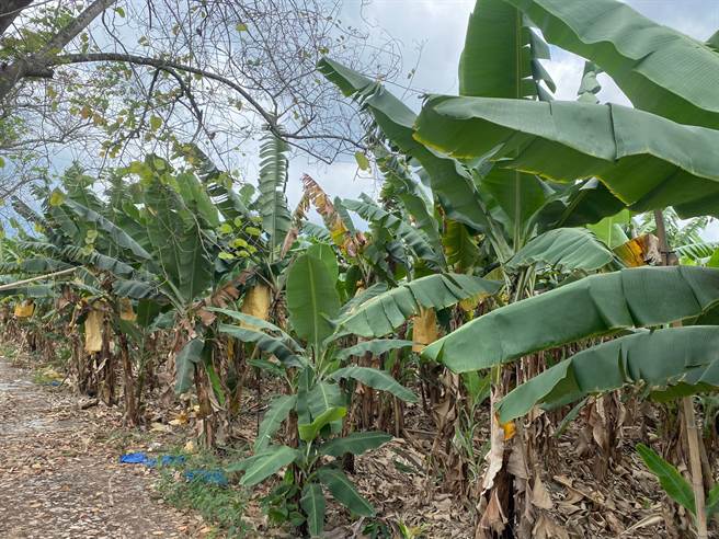 嘉县山区香蕉今年风调雨顺收成十分不错。（张亦惠摄）