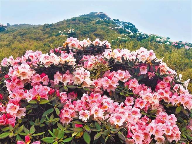 合欢群峰玉山杜鹃今年提前盛开，满山遍野花团锦簇，赏花游人如织。（廖志晃摄）