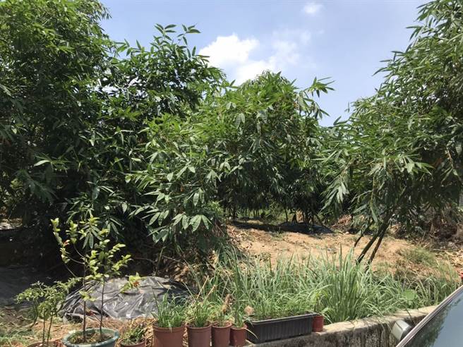 呂姓男子離家3天，疑似在1處偏僻的竹林內自焚輕生。（讀者提供／張妍溱台中傳真）