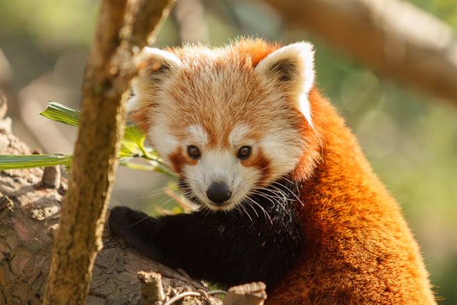 大陆江苏南通森林野生动物园近日被游客目击有一只小猫熊想要搭乘大巴「越狱」，不过工作人员很快就发现，将牠捕捉回到园区内。(示意图/达志影像)