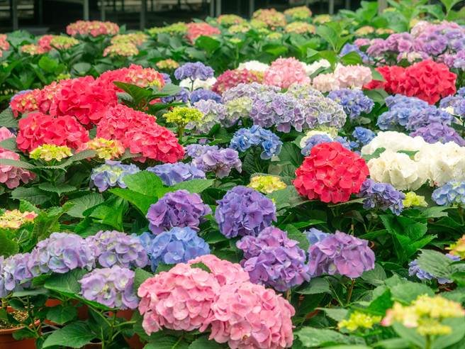 桃园绣球花季台七桃花源休閒农业区缤纷登场。(市府提供／吕筱蝉桃园传真)