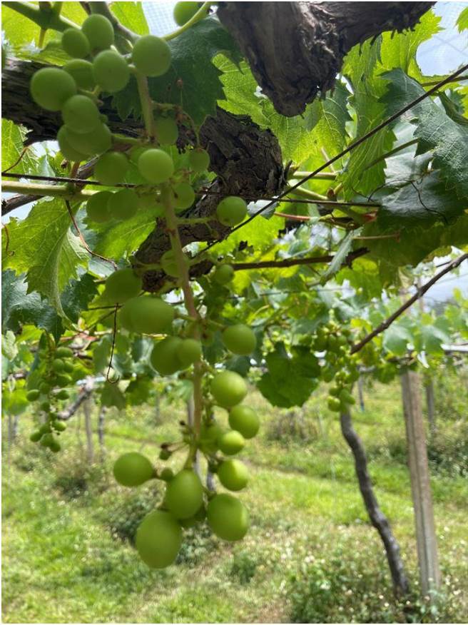 台中市新社、石岡及外埔區巨峰葡萄因今年氣候異常授粉不良導致結果率偏低。（台中市農業局提供／陳淑娥台中傳真）