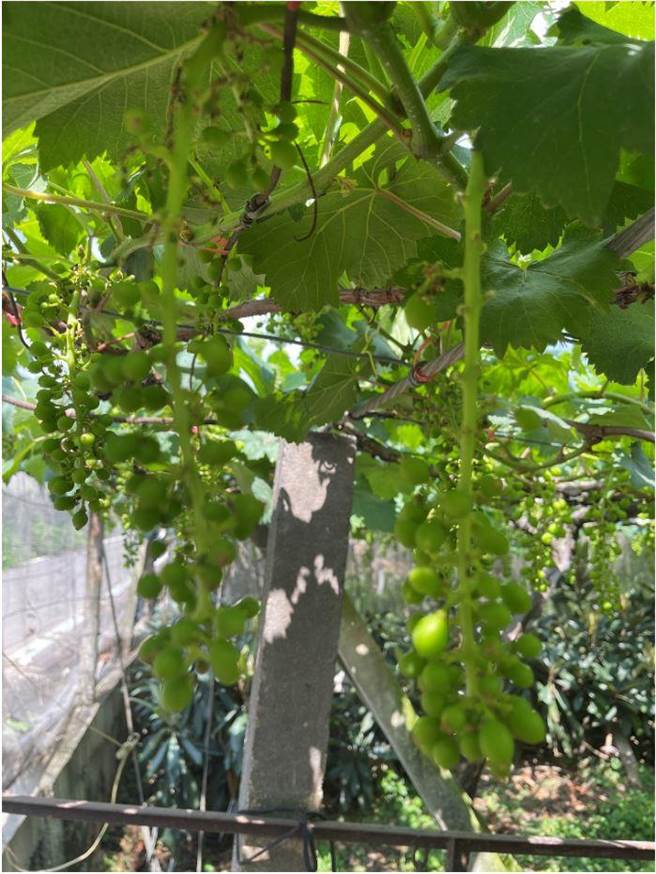 台中市巨峰葡萄今年因受3月鋒面低溫影響，造成受精不良，陸續發生落花及單為結果等遲發性天然災害，造成產量大幅縮水，初估減產2成。（台中市農業局提供／陳淑娥台中傳真）