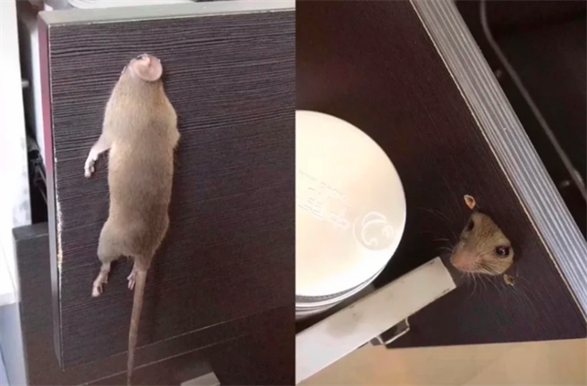 先前也有网友目击1只老鼠真的卡在办公室抽屉的圆孔内，老鼠身体就吊挂在另一侧，让网友笑说「不是说好头过身就过吗？」（图／翻摄自脸书爆笑公社）