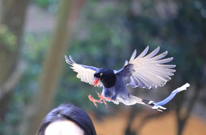 文化大学的师生近日走到校园屡遭多只「国鸟」台湾蓝鹊俯衝伸利爪攻击，对此校方特地呼吁师生经过特定区域时应留意天空。（图／翻摄自文化大学脸书粉丝团）