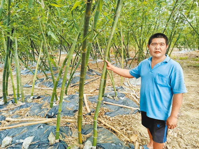 笋农林世宏苦嘆，今年天不降甘霖，大排也没水，自3月採收以来，2分地的笋田竟只收到2条绿竹笋。（张毓翎摄）
