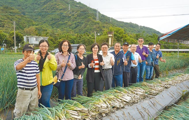 三星葱种苗年初首度移往花莲育苗保种，在花莲农改场百日的细心照料下顺利成长，近1公顷的农地，收成量估计可达16吨，近日採收后，将运回三星乡重新栽种。（花莲农改场提供／罗亦晽花莲传真）
