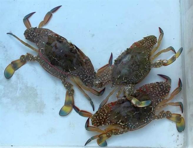 「远海梭子蟹」是海上可口佳肴，金门舌尖上的美食之一。（金门县水试所提供