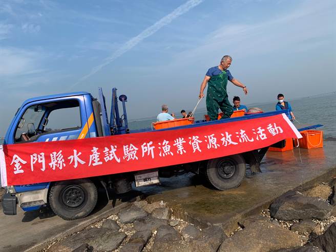 县水产试验所趁满潮时分，在雄狮堡出海口放流8万尾蟹苗。（金门县水试所提供）