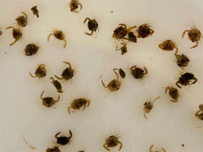 金门县水试所採购本地渔民捕捞的种蟹，成功孵育蟹苗15万尾左右。（金门县水试所提供）